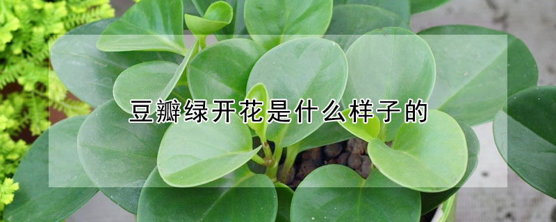 豆瓣綠開花是什么樣子的