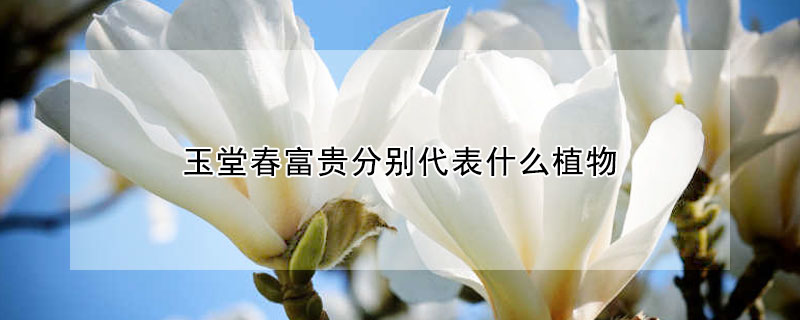 玉堂春富貴分別代表什么植物