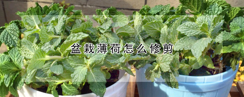 盆栽薄荷怎么修剪