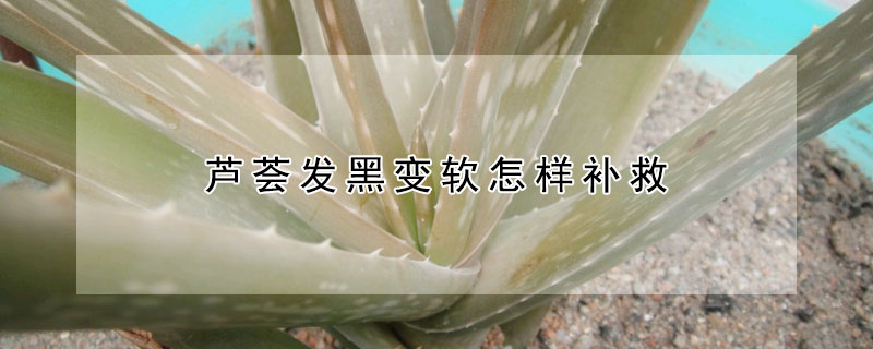 蘆薈發(fā)黑變軟怎樣補救