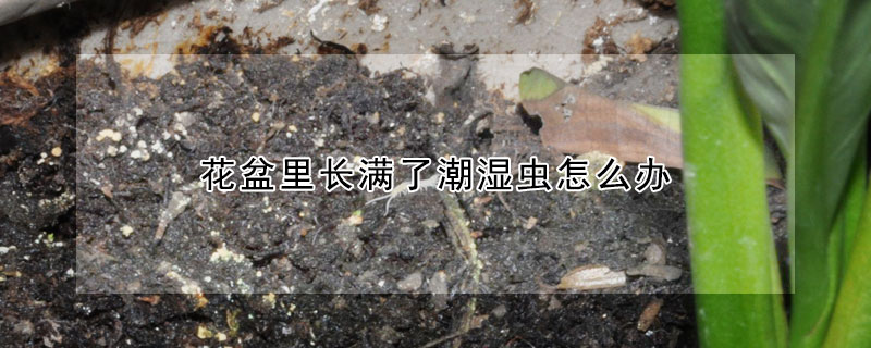 花盆里長滿了潮濕蟲怎么辦