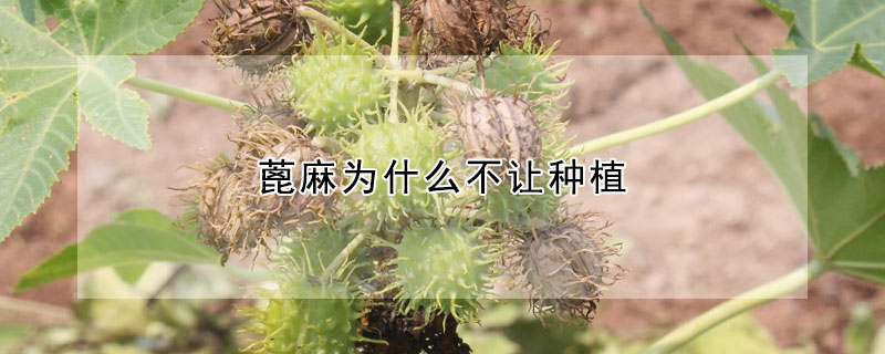 蓖麻為什么不讓種植