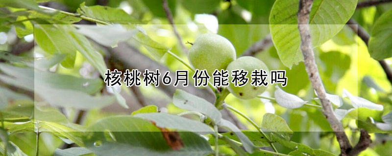 核桃樹6月份能移栽嗎