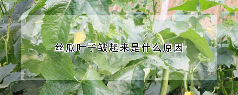 絲瓜葉子皺起來是什么原因