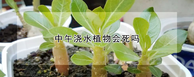 中午澆水植物會死嗎