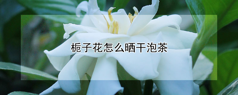 梔子花怎么曬干泡茶