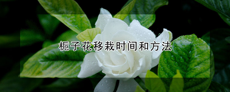 梔子花移栽時間和方法