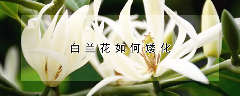 白蘭花如何矮化