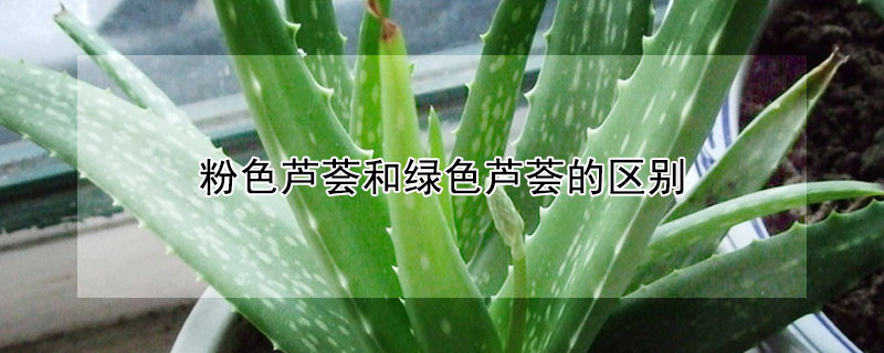 粉色蘆薈和綠色蘆薈的區別