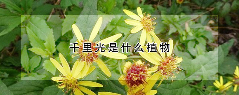 千里光是什么植物