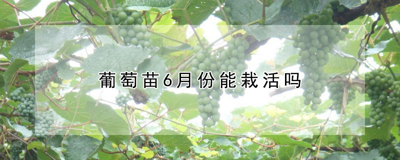 葡萄苗6月份能栽活嗎