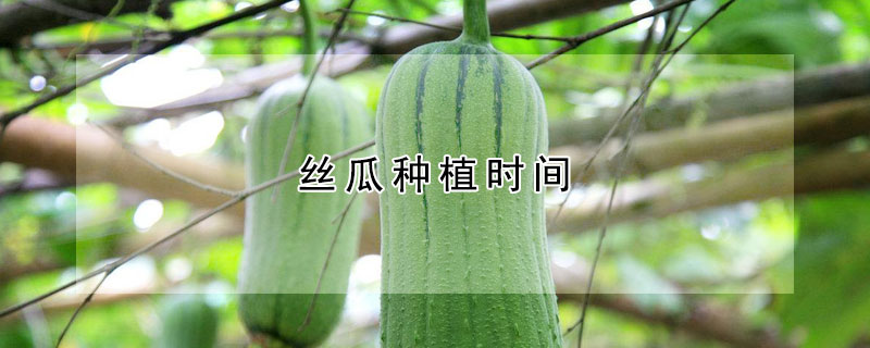 絲瓜種植時間