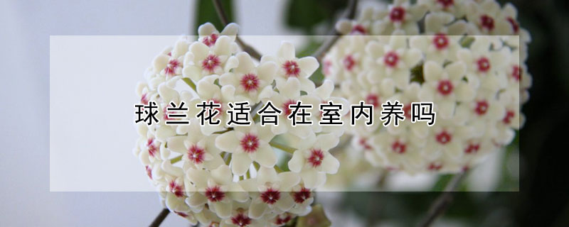 球蘭花適合在室內(nèi)養(yǎng)嗎