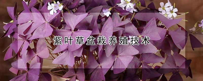 紫葉草盆栽養殖技術