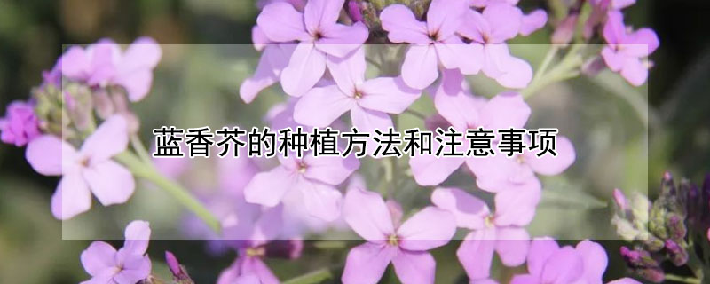 藍香芥的種植方法和注意事項