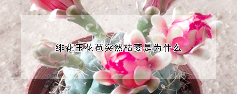 緋花玉花苞突然枯萎是為什么