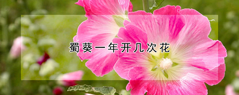 蜀葵一年開幾次花