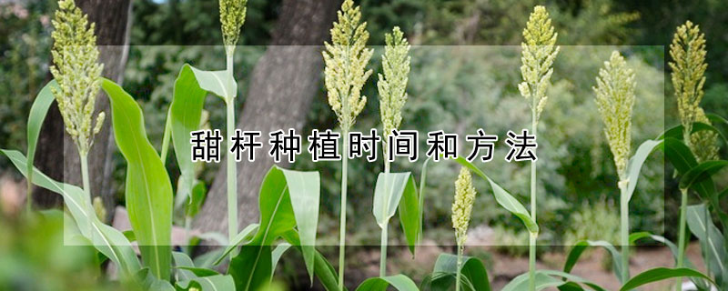 甜桿種植時間和方法