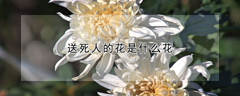 送死人的花是什么花