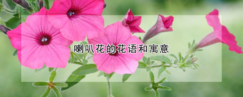 喇叭花的花語和寓意