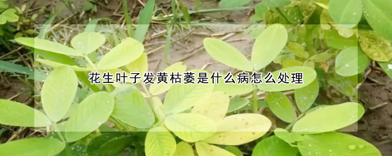 花生葉子發黃枯萎是什么病怎么處理