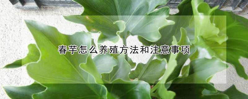 春芋怎么養殖方法和注意事項