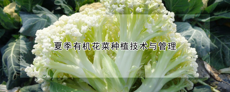 夏季有機(jī)花菜種植技術(shù)與管理