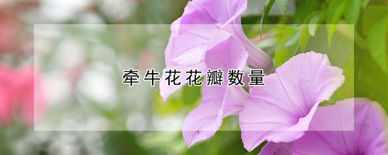 牽牛花花瓣數(shù)量