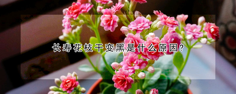 長(zhǎng)壽花枝干變黑是什么原因?