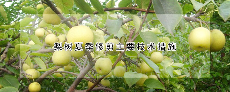 梨樹夏季修剪主要技術措施