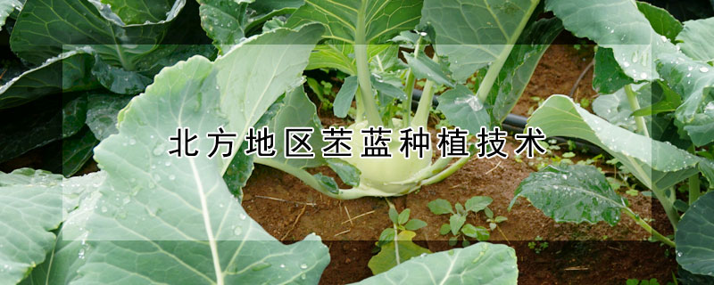 北方地區(qū)苤藍(lán)種植技術(shù)