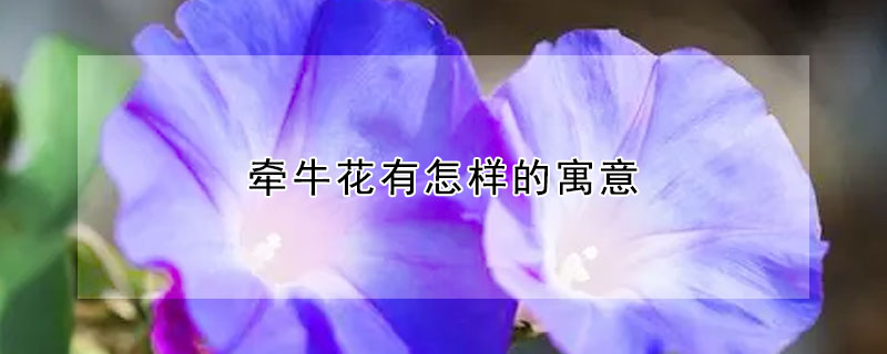 牽牛花有怎樣的寓意