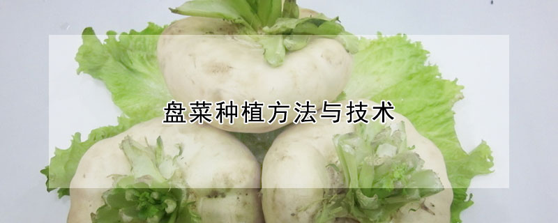 盤菜種植方法與技術(shù)