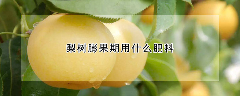 梨樹膨果期用什么肥料