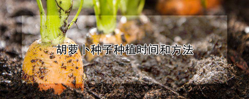 胡蘿卜種子種植時(shí)間和方法