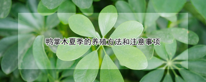 鴨掌木夏季的養殖方法和注意事項