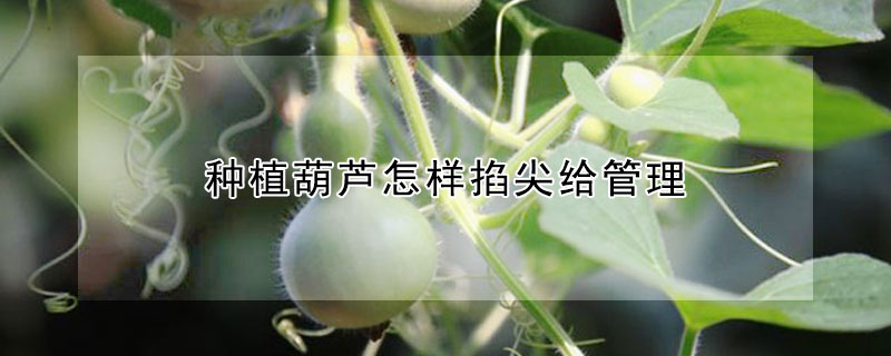 種植葫蘆怎樣掐尖給管理