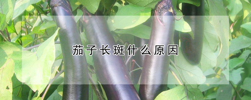 茄子長斑什么原因