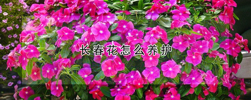 長春花怎么養護