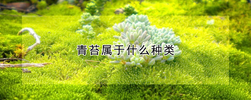 青苔屬于什么種類