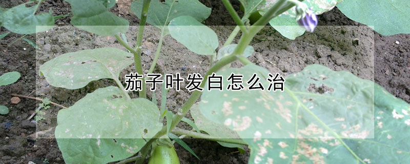 茄子葉發白怎么治