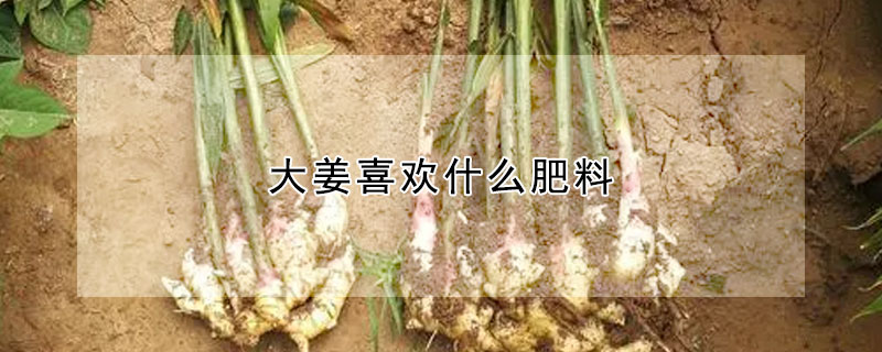 大姜喜歡什么肥料