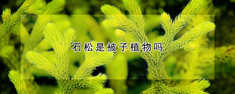 石松是被子植物嗎