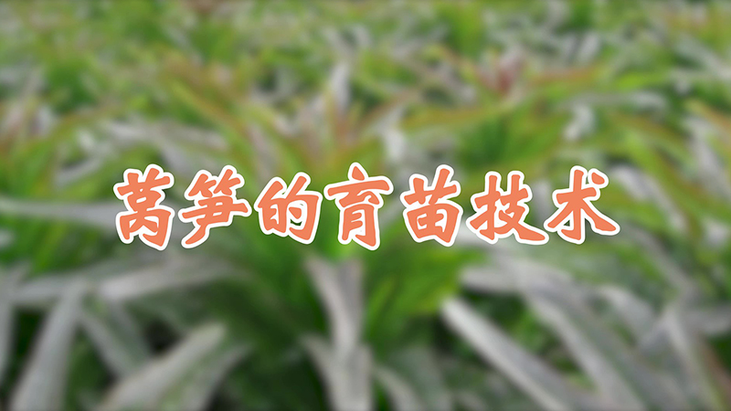 萵筍的育苗技術(shù)