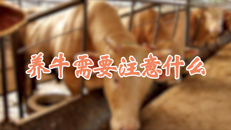 養(yǎng)牛需要注意什么