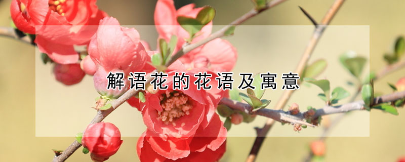 解語花的花語及寓意