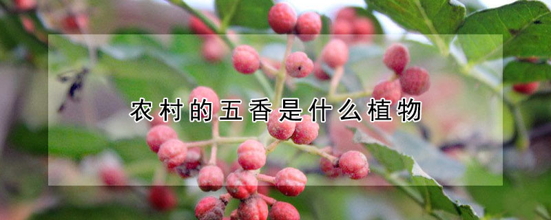 農(nóng)村的五香是什么植物