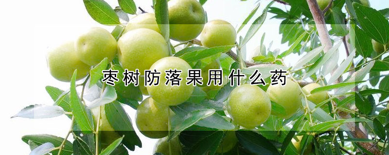 棗樹防落果用什么藥