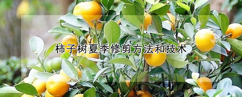 柿子樹夏季修剪方法和技術