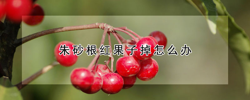 朱砂根紅果子掉怎么辦